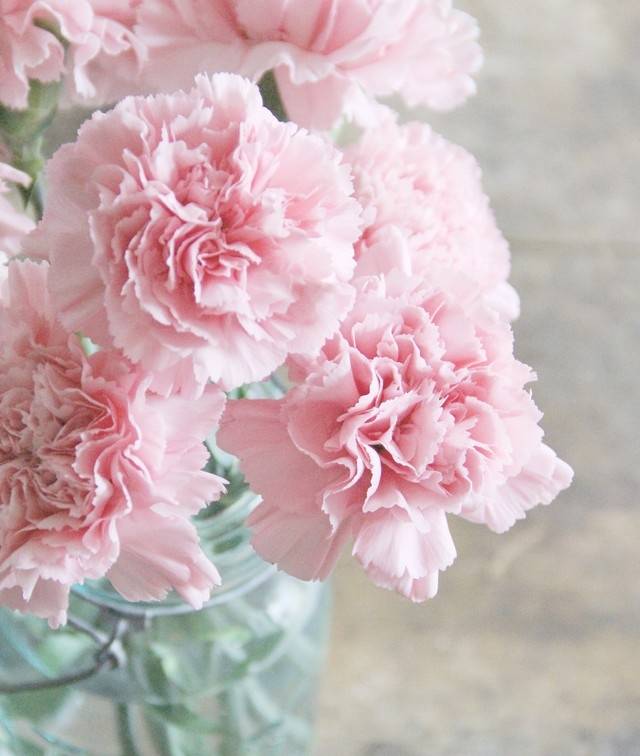 节日送花的宠儿,少不了一朵康乃馨_花朵