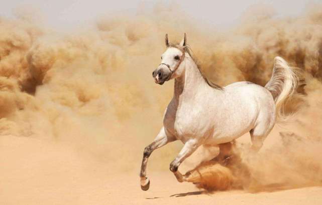 它是三国中吕布的坐骑,素有"人中吕布,马中赤兔"之称.