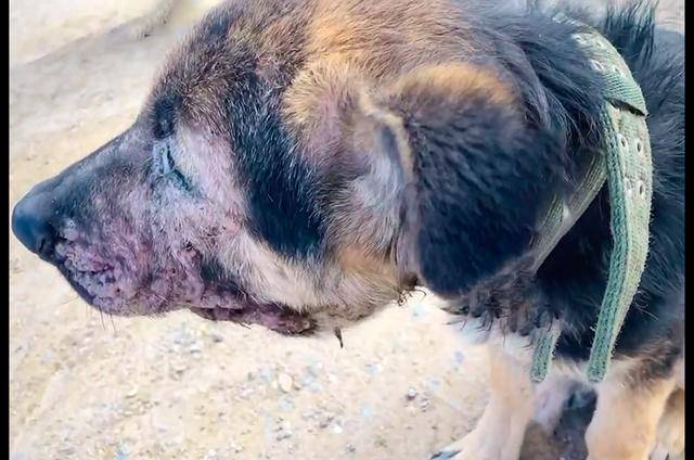 德牧被当成看门狗,脸上患皮肤病发炎了也不去医治,任由自生自灭_狗狗