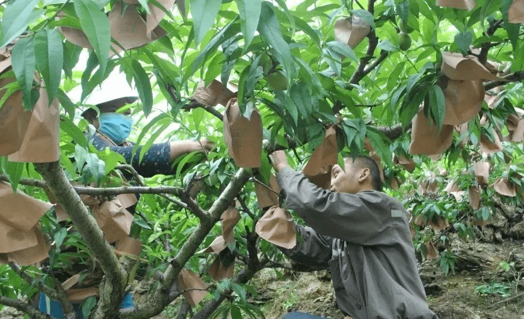 桃樹套袋前病蟲害防治怎麼管理?