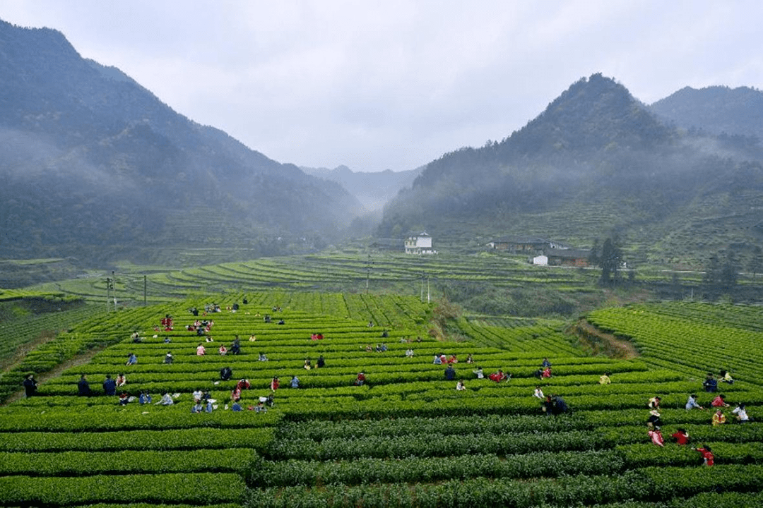 点赞2021我喜爱的中国品牌之石台富硒茶飘香神州饮誉世界
