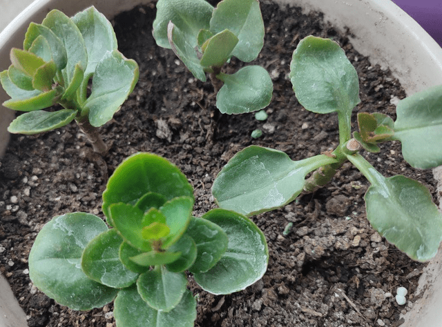 这4种能叶插的植物 轻松就能活 养一盆就不用再买 叶片 这4种能叶插的植物 轻松就能活 养一盆就不用再买 叶片