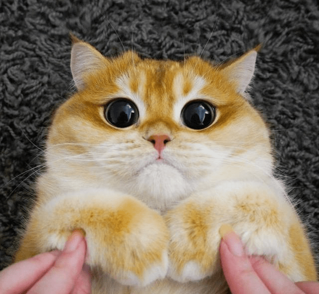 南美地平线 皮斯科酸酒 Pisco Sour 考拉海购