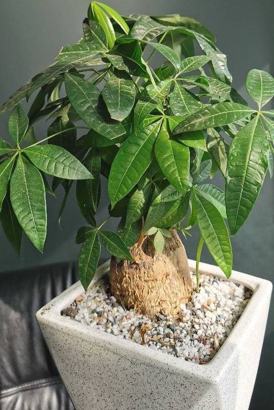 所以绝对不可以把发财树放在露台上,或是室外过冬