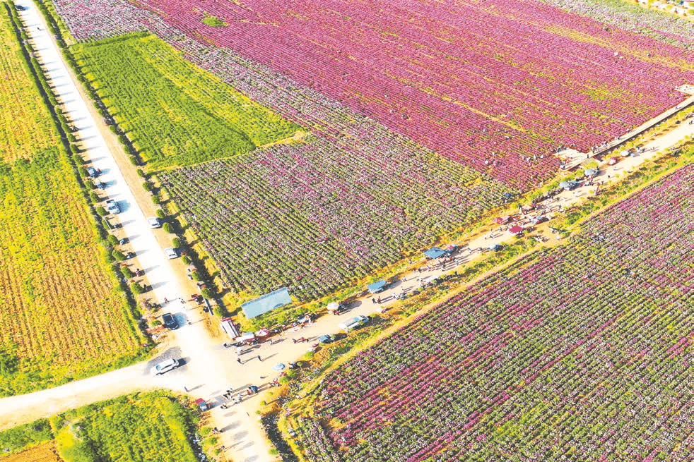 确山王岗芍药基地位置图片