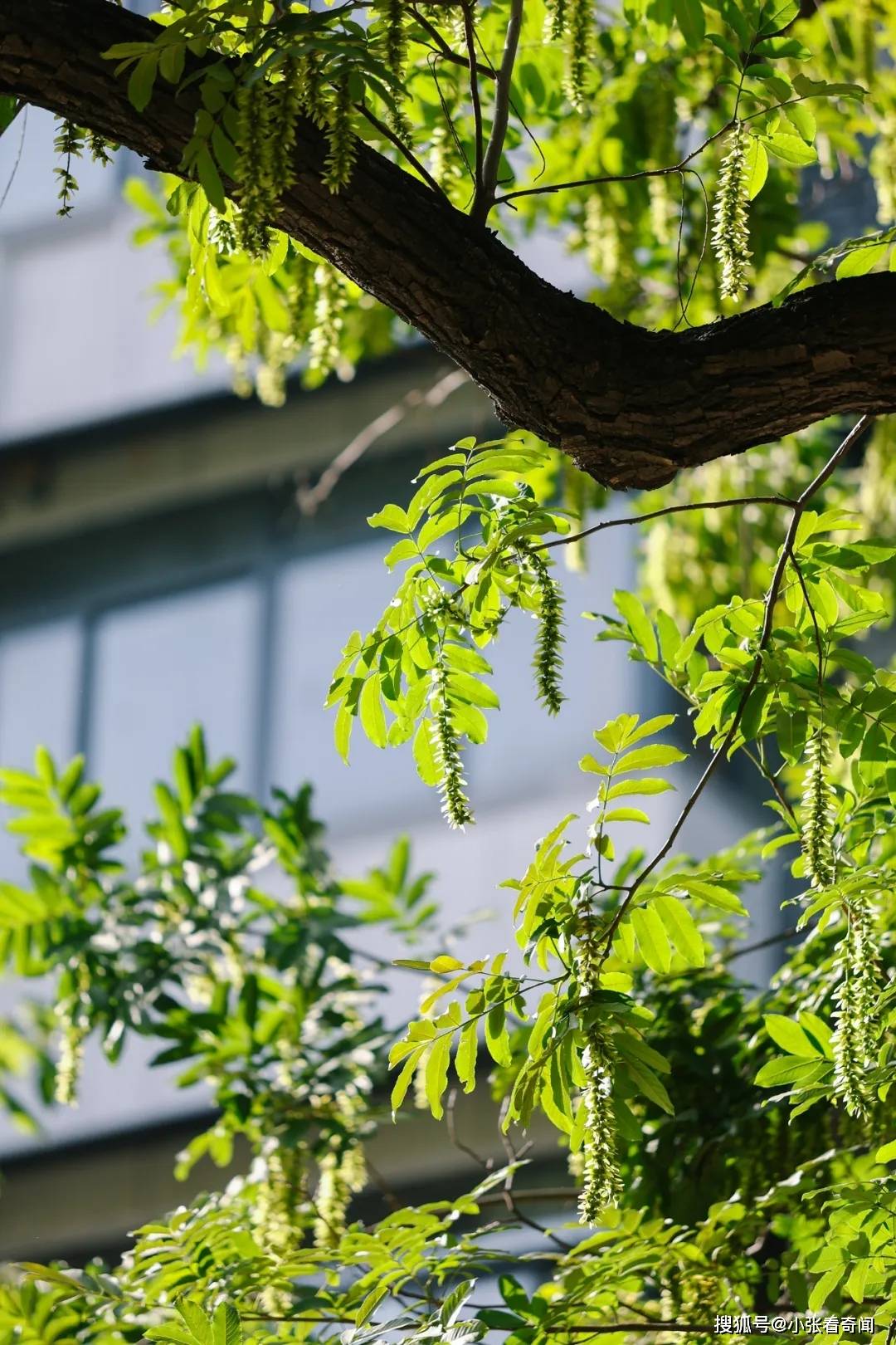 原创神奇树木在哪里武汉这三棵树火了孤独而灿烂
