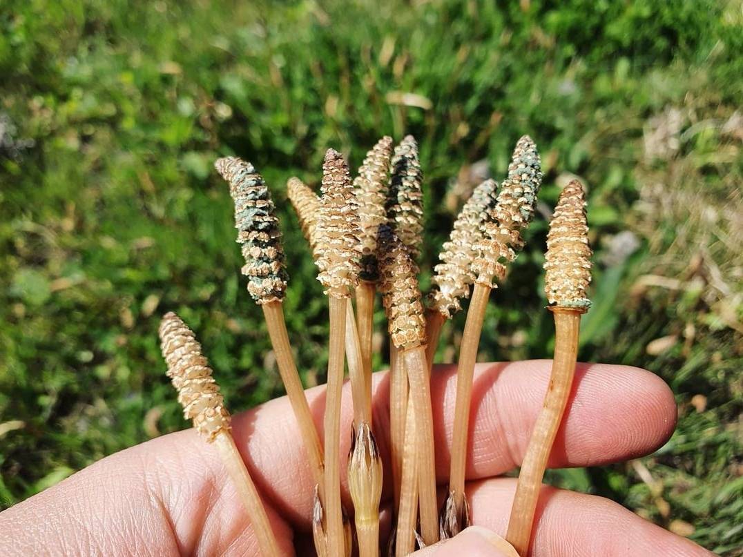 在老外看来,这东西根本都"不是食物,日本却视它为蔬菜_笔头
