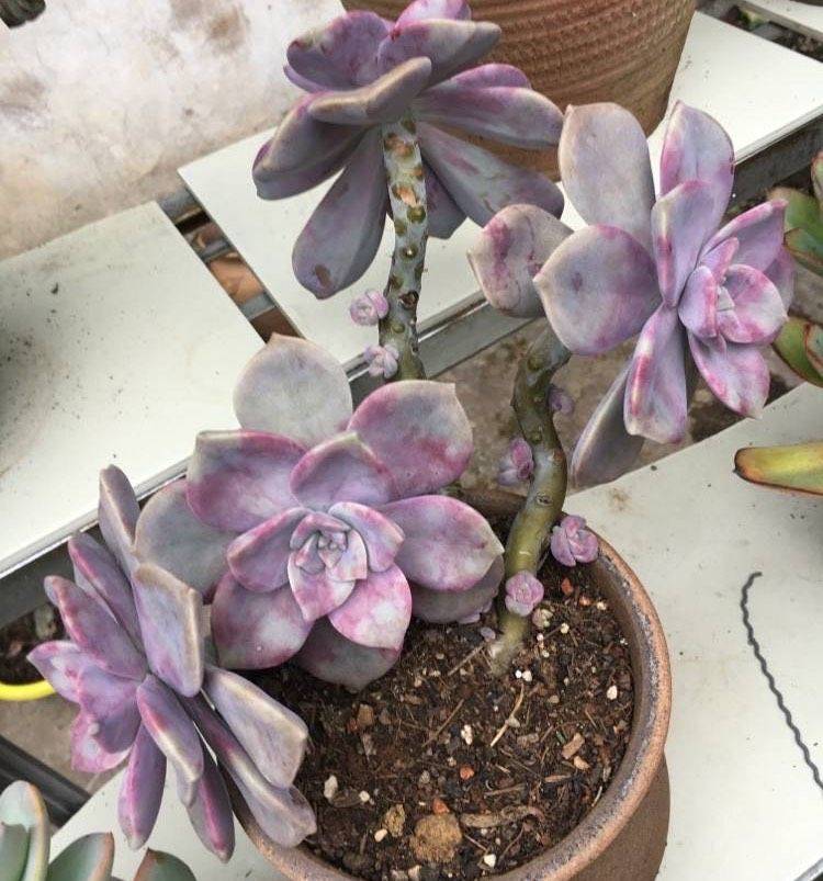 多肉怎么养爆崽 7329e5fcbd014e32abdfcaada21ca839.jpeg