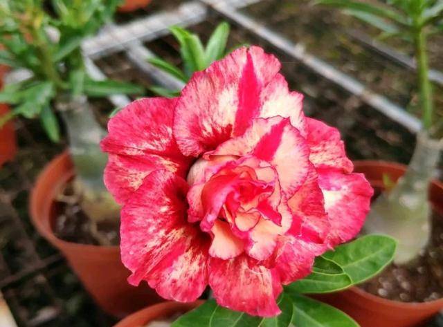 不开花的玫瑰有哪些 f0fe5af215d94977bda6cb8b3d362e0f.jpeg