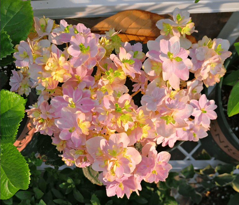 5 6月赏完绣球花 就掐些枝叶育苗吧 修剪