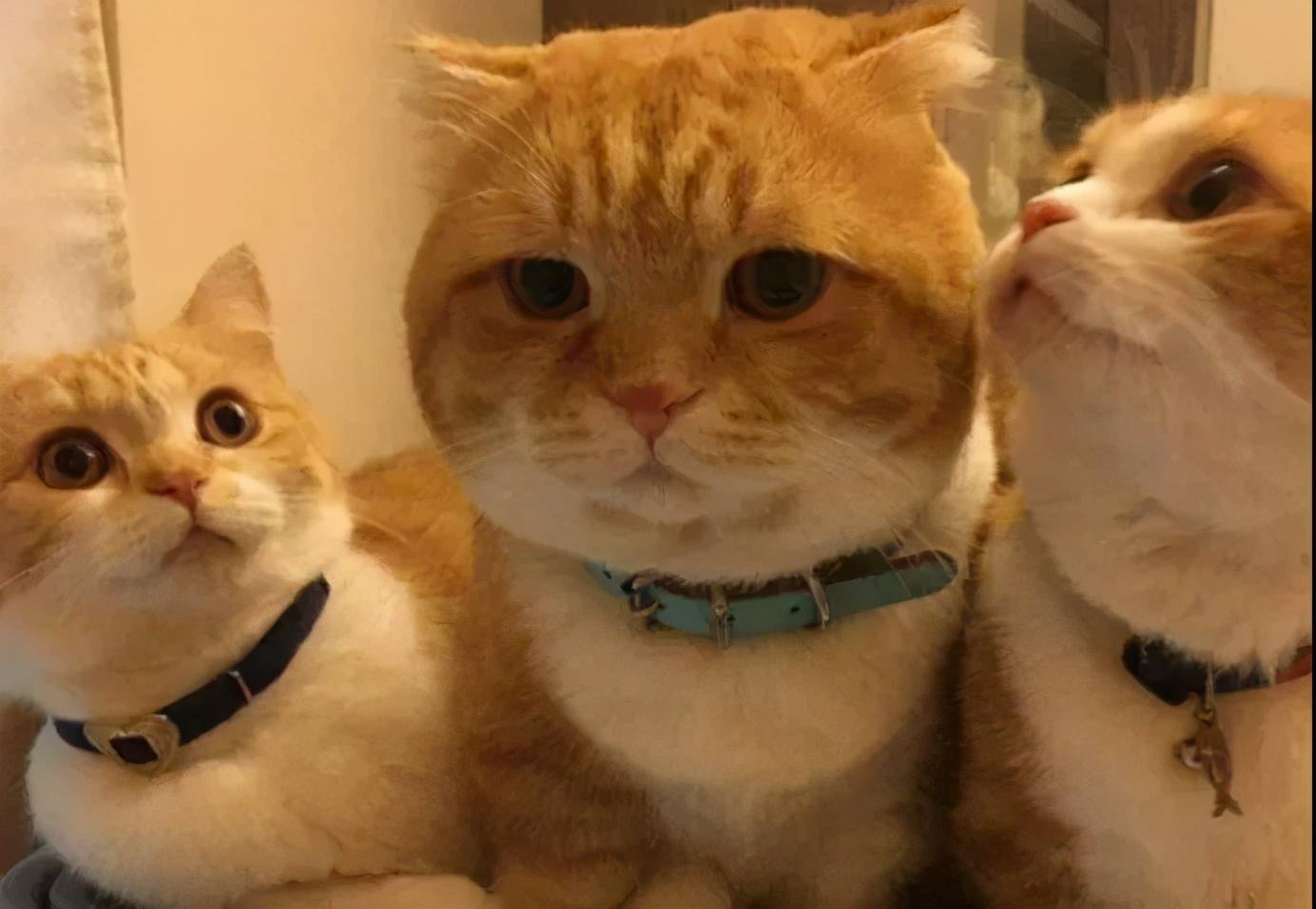 柴犬别名日本哈士奇!搞笑它是认真的?_小猫