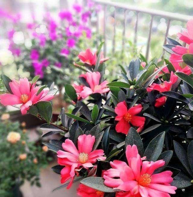 有1种茶花很好养 耐晒耐热 四季开花 枝头上都是花苞 花儿