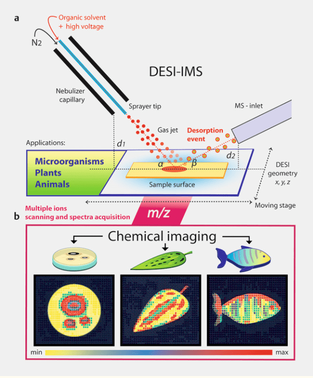 一文读懂空间代谢组学：DESI-IMS与MALDI-IMS的区别？_研究