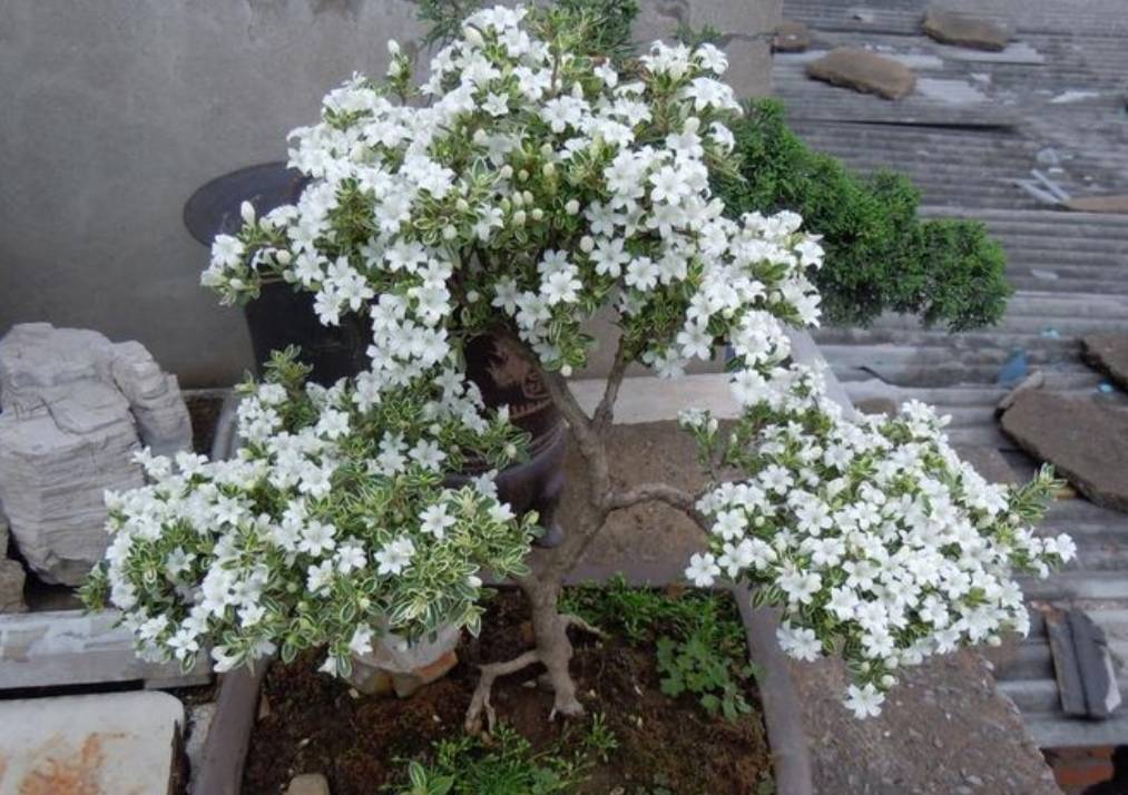 六月雪盆景,5月做好这几点,6月花开满树