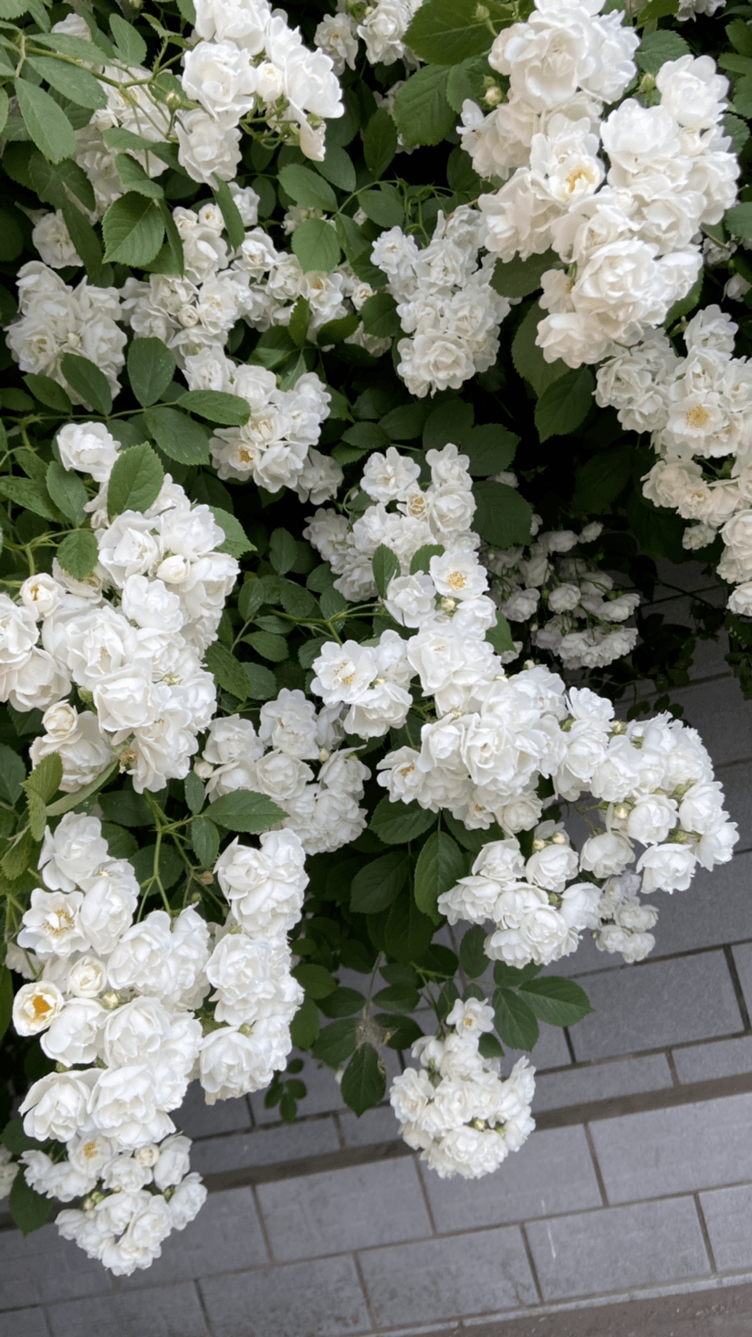 院子门口种棵花 5月开花正盛 风一吹满院子香味 花花