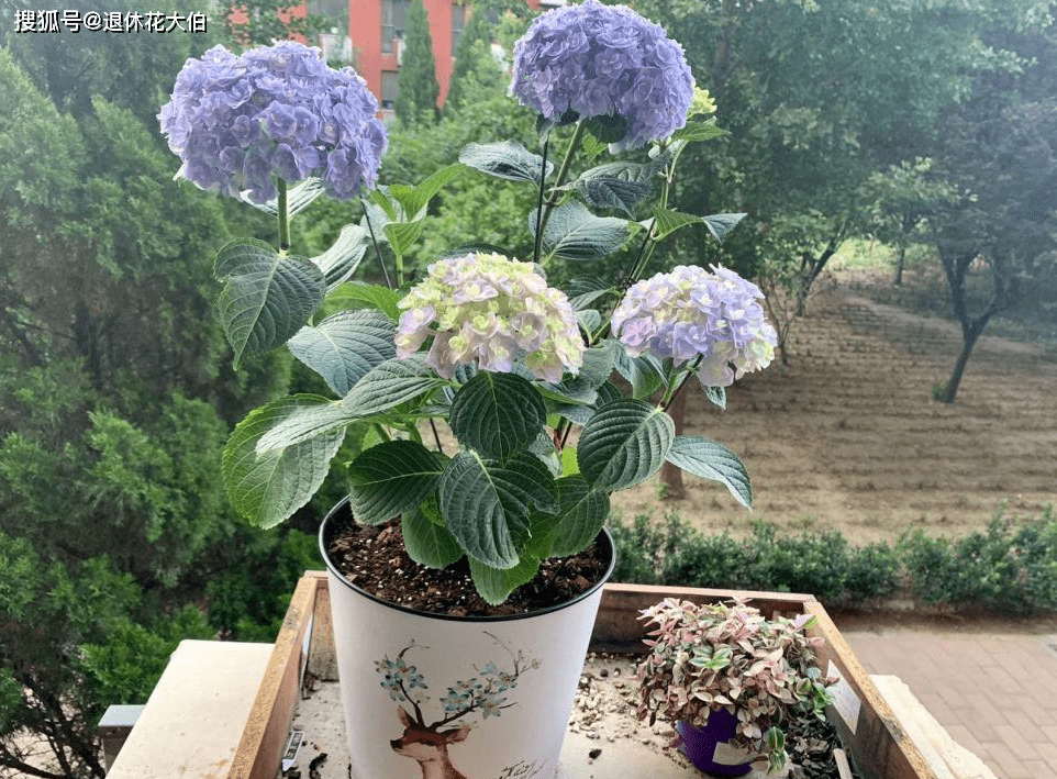 无尽夏度夏难?做好2点,开花爆盆,高温也不能干扰花叶发育