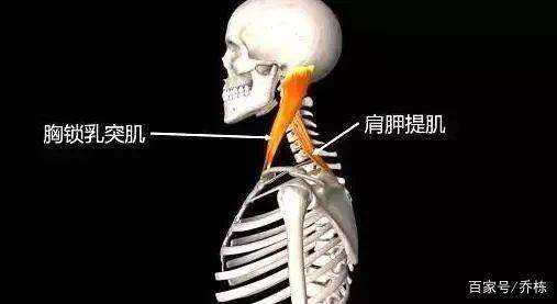 怎么看颈椎有没有突出 b00e02db6eca4d938909e99917f3c2a5.jpeg