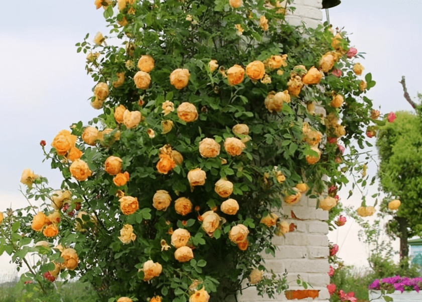 院子裡,小花盆均能養好_開花