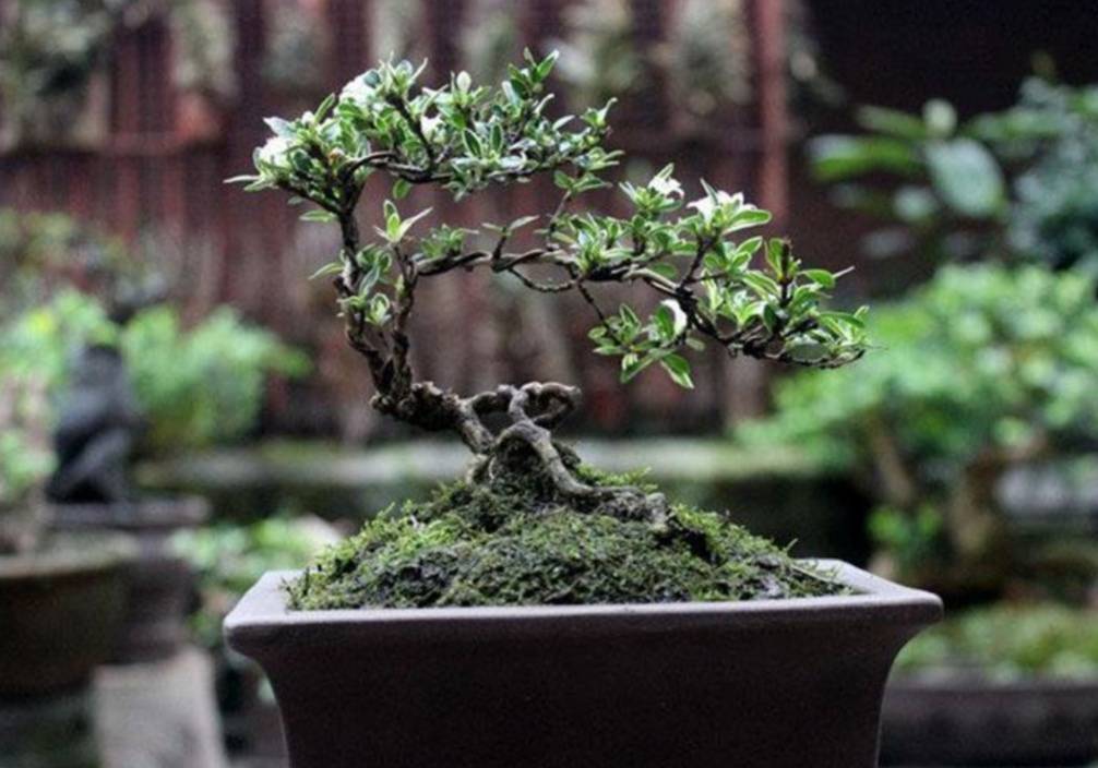 六月雪盆景,5月做好这几点,6月花开满树