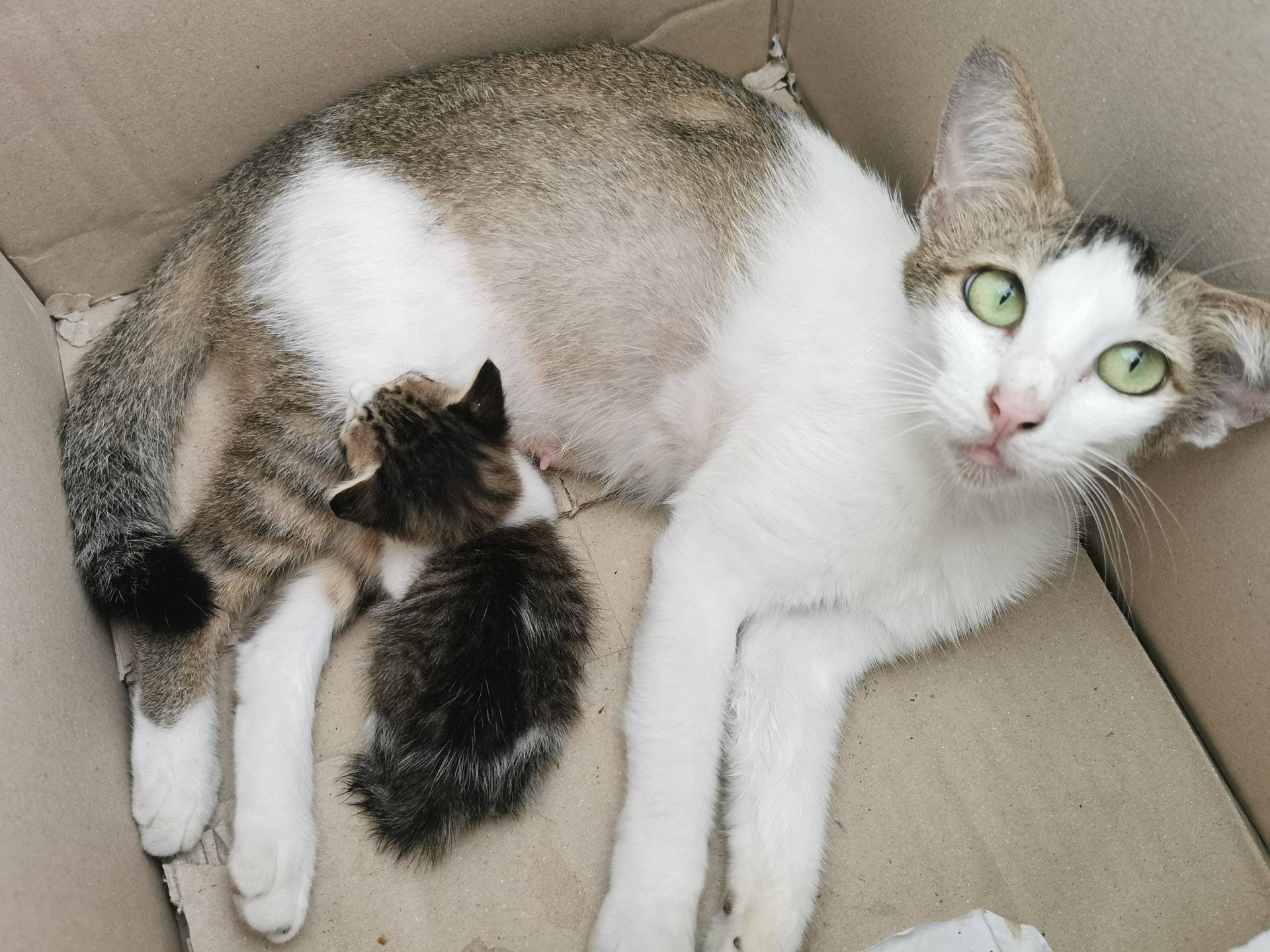 流浪猫妈嘴叼幼崽,破窗闯入家中求包养,被安排住在停车场