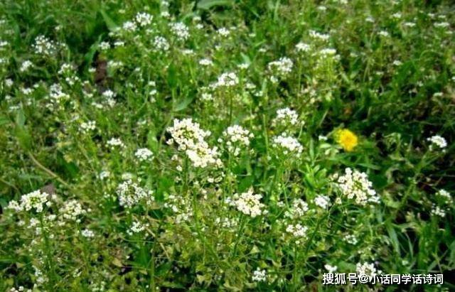 成语意什么花_成语故事手抄报