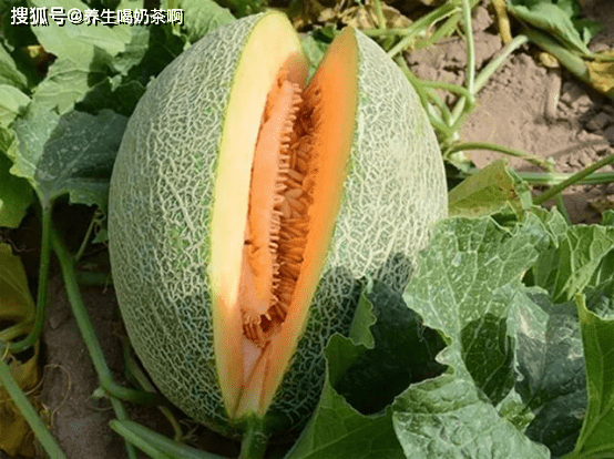 哈密瓜怎么切成小块儿 5d72f8a5c767460f9f3e2df9ebe938f6.png