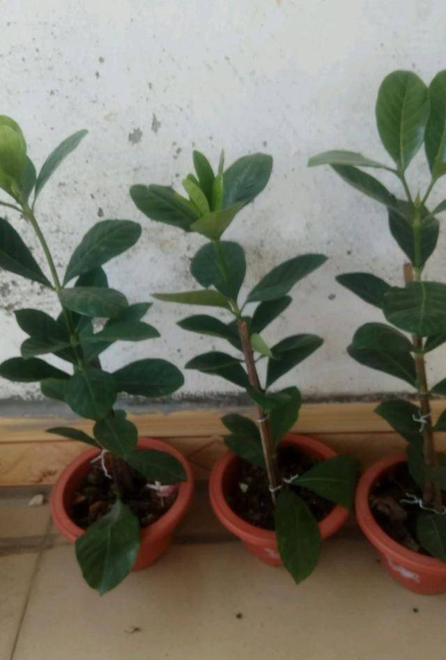 栀子花怎么扦插?技巧在于这1步,20天长根,当年能开花