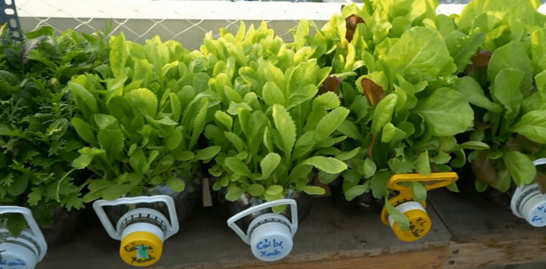 塑料桶锯末巧手一改造养花实用又省钱乐趣多