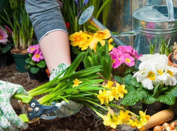 怎么养花草长得更茂盛教程 a0bfa60dab16407b950f30b88c77d22c.jpeg