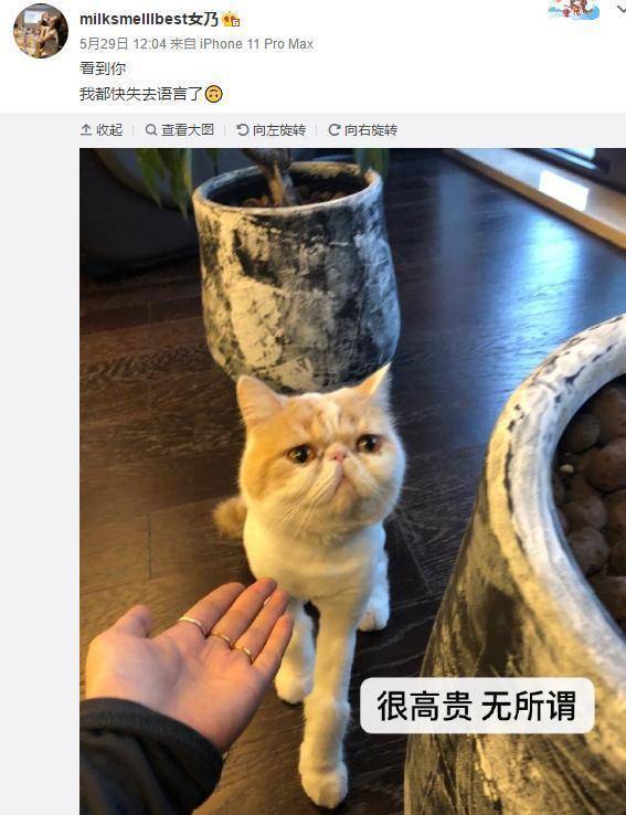 土猫配饰品怎么搭_蓝猫和土猫配的孩子