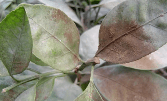 烟煤病使叶片,果实长"煤"层,防治关键是病虫同治