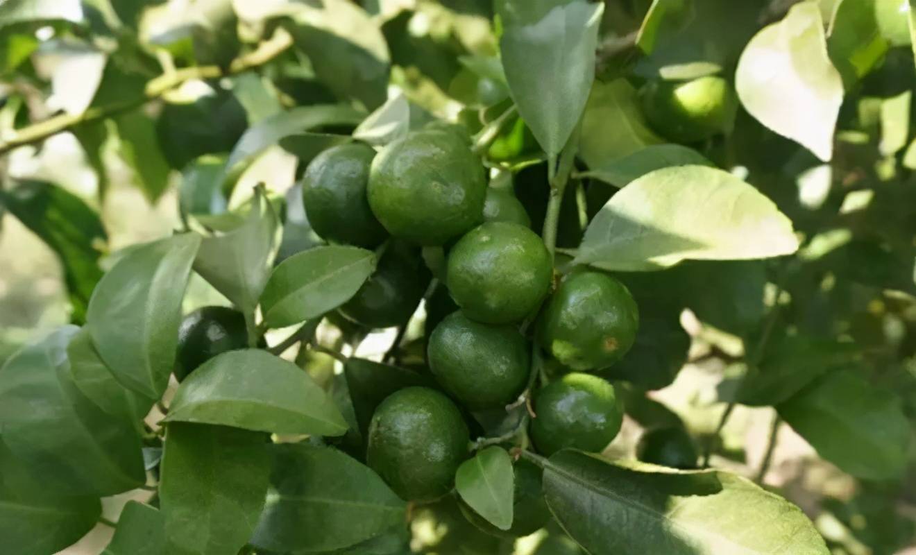 沙糖桔想要提早成熟上市幼果膨大期这几个措施少不了