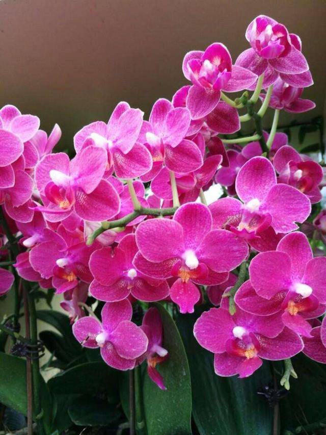 养好蝴蝶兰,有"1点"很关键,开花一朵朵,仙气十足非常美