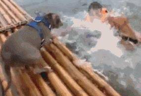 落水後鬥牛犬拚命營救，主人卻哭笑不得，還讓不讓人游泳了？ 萌趣萌寵 第5张