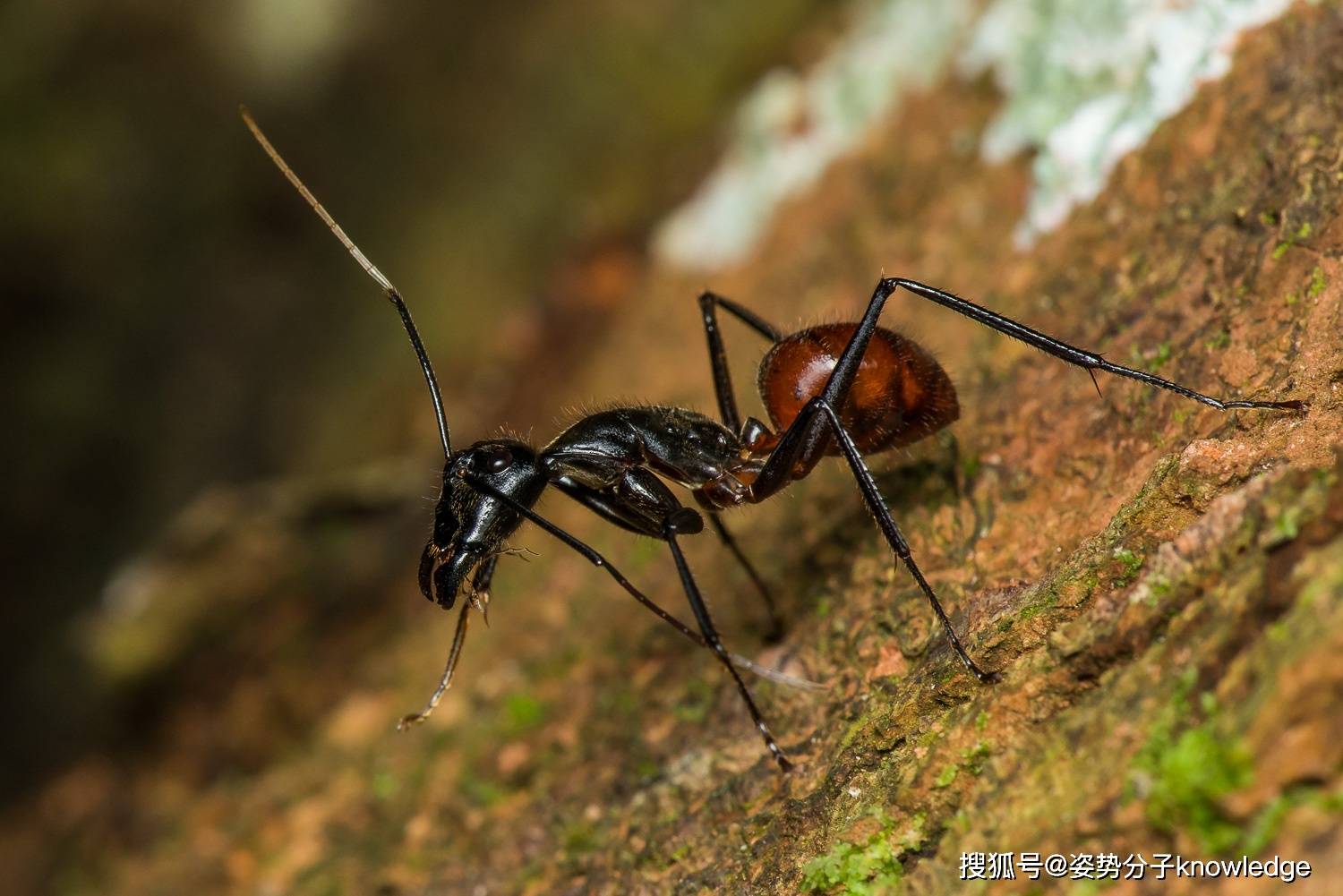 巨型蚂蚁食者 库存图片. 图片 包括有 毛茸, 纵向, 哺乳动物, 敲打, 投反对票, 本质, 灰色, 异乎寻常 - 65712775