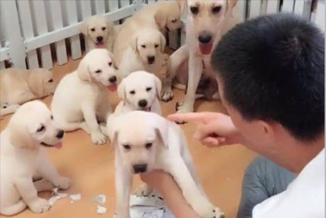 孕妇梦境中的温馨守护,解析孕妇梦见几只小狗的深层含义 孕妇梦境中的温馨守护,解析孕妇梦见几只小狗的深层含义