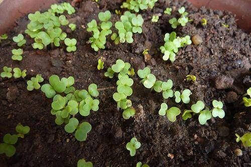 原创秋天阳台种2种菜播种后7天成绿油油盆栽收获一茬又一茬