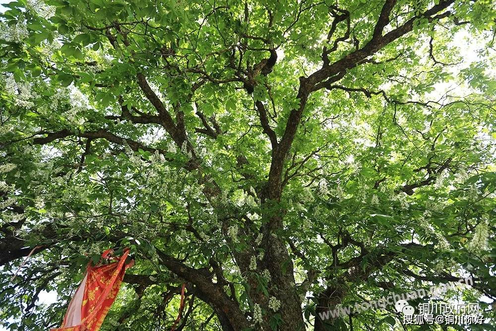 树是什么季节的 b84280e55f964f5fa694b6a3965fa07a.jpeg