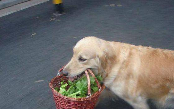 什么办法不让狗怀孕 be3626ec60c449639f7cfe7c1a706f8a.jpeg