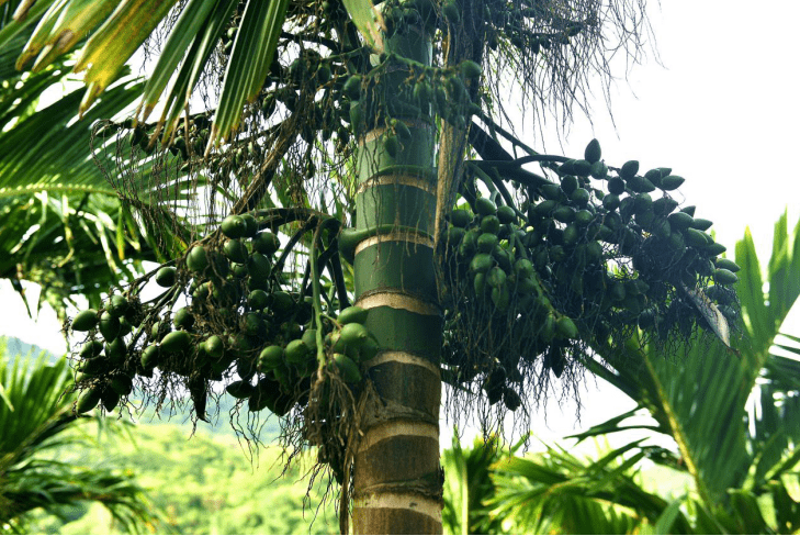 为什么有人喜欢吃槟榔 e8d3cc6ba5a84ca8bb0e924c245c331d.png