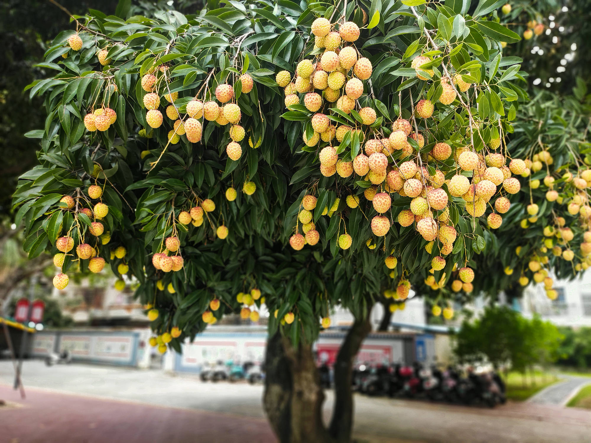 原创罕见北海市中心这里竟然生长着几十棵近百年的古荔枝树