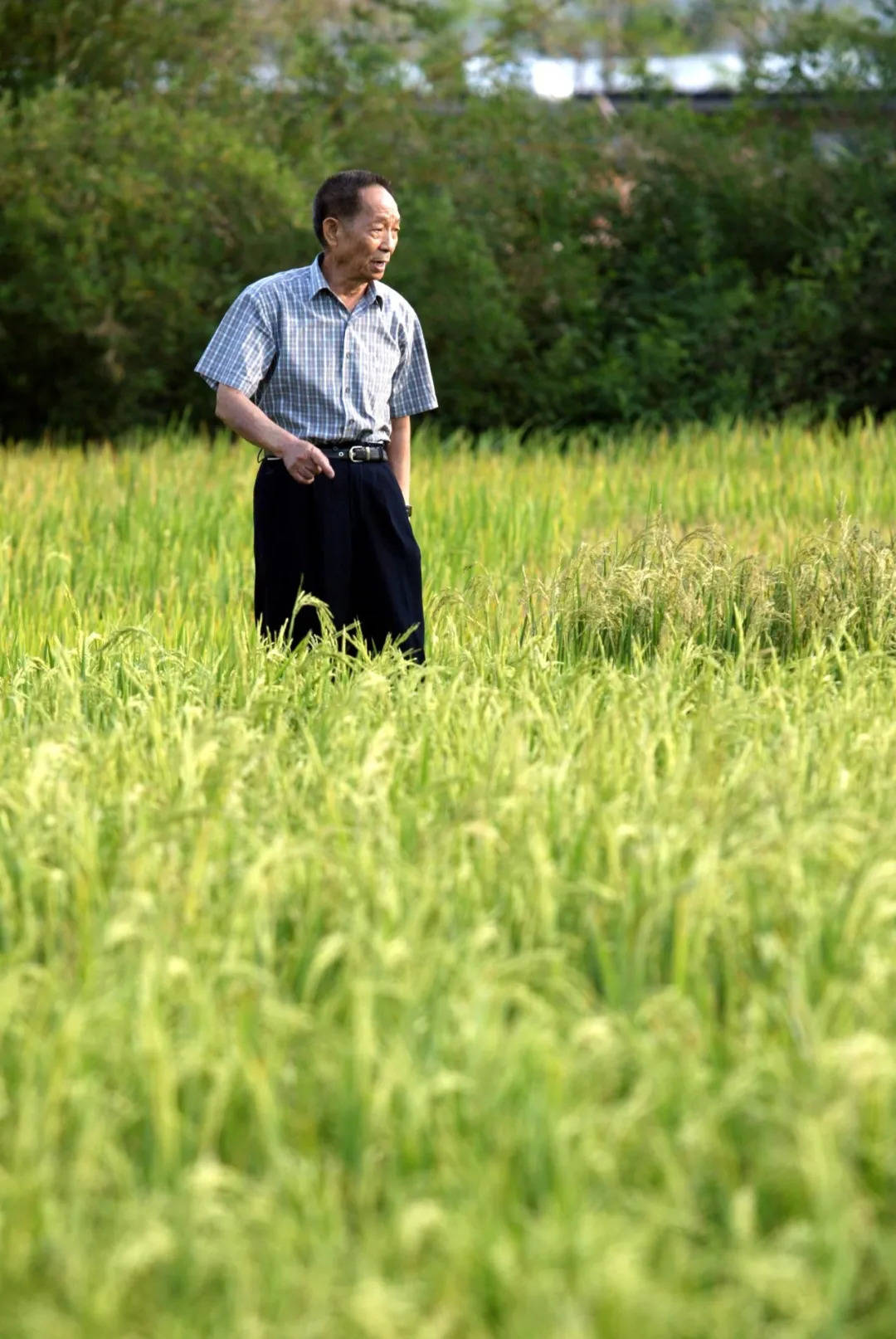 "他进入了一个梦乡,梦里他戴着草帽,就坐在稻穗下乘凉"