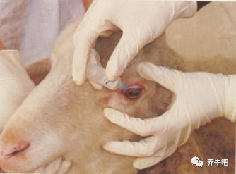 穿刺术瘤胃穿刺 主要用于瘤胃臌气的急救和瘤胃内给药.