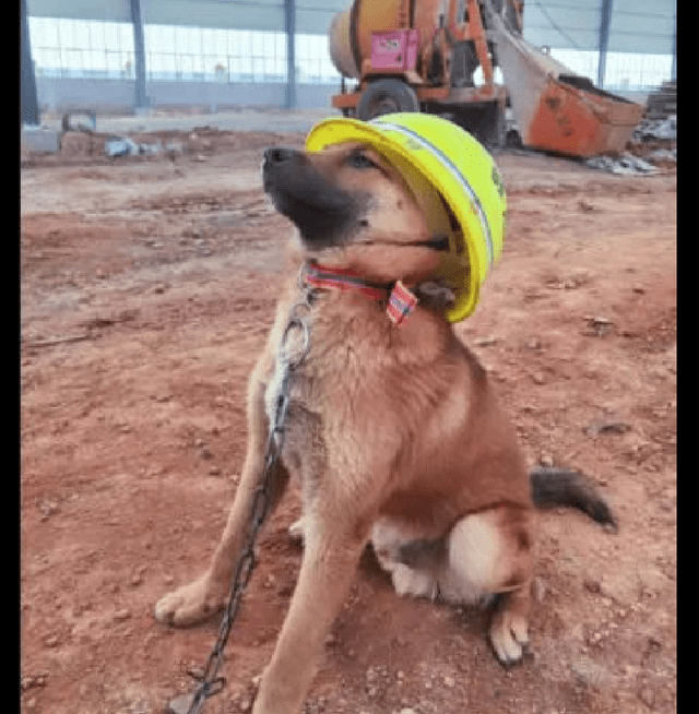 原创一只在工地上的狗狗人们给它戴上了安全帽这不就是监工吗