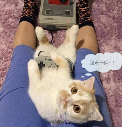 出差把猫咪交给男友照顾，回来后看见这一幕，喵：呵，回来干嘛