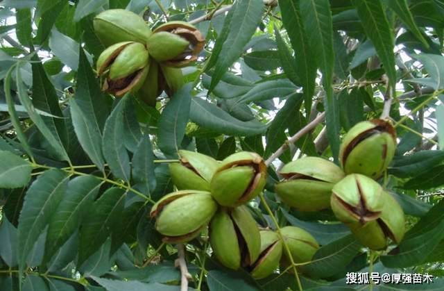 长山核桃苗市场现状与发展前景分析