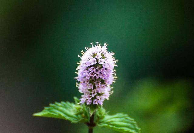 5月24日 5月28日生肖运势前三名有你吗 财运