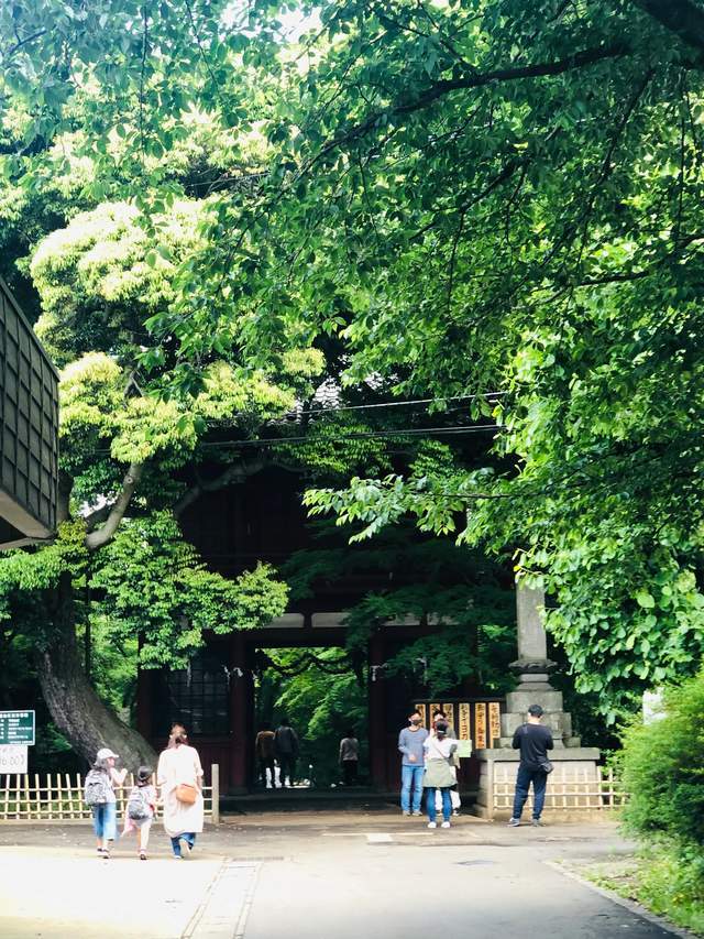 东京周边的一处赏花踏青的寺庙 有一万株绣球花和五千株菖蒲花池 紫阳花