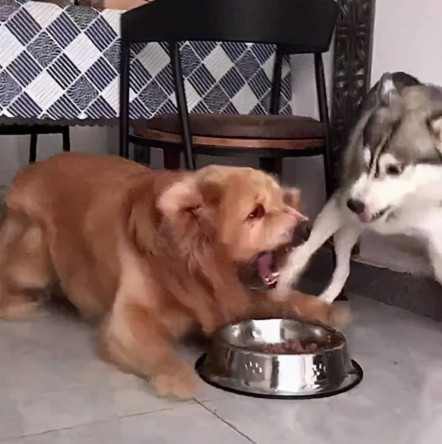 风水轮流转哈士奇跟金毛抢食可没想到的是这次金毛住了院哈哈