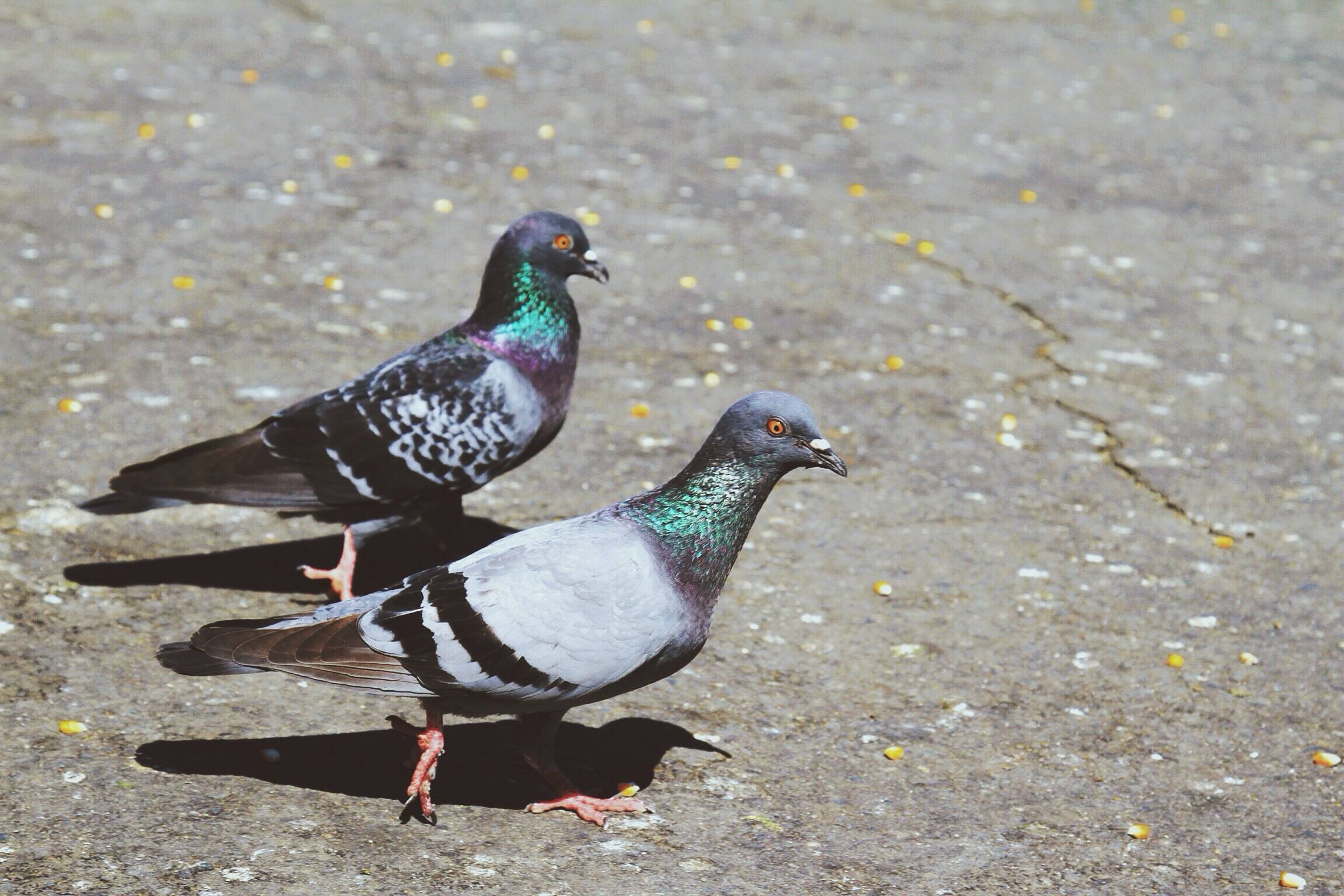 什么是鸽子游棚!